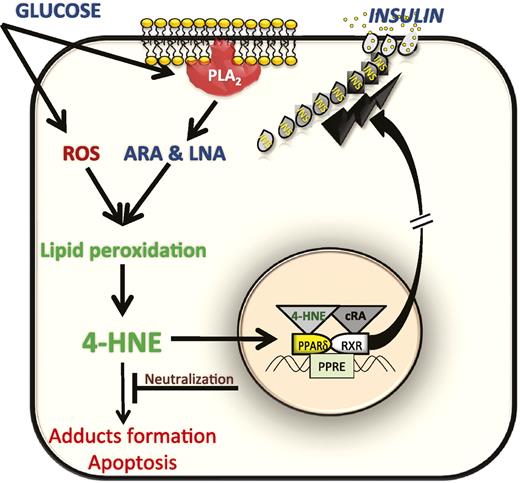 FIG. 8. A model for the dual function of 4-HNE in β-cells. Exposure to high glucose markedly enhances ROS production as well as the activation of cPLA2 in β-cells by inducing Ser505 and Ser515 phosphorylations and the subsequent release of arachidonic acid (ARA) and linoleic acid (LNA) from phospholipids. ROS-mediated peroxidation of these PUFAs results in the generation of 4-HNE. This molecule affects β-cell function in two major ways; when present at nontoxic concentrations, it amplifies insulin secretion in a PPAR-δ–RXR–dependent manner. RXR is activated by cis-retinoic acid (cRA). However, chronic hyperglycemia may lead to an excessive generation of 4-HNE with the accumulation of 4-HNE adducts, causing β-cell dysfunction, characteristic of the advanced stages of type 2 diabetes. (A high-quality color representation of this figure is available in the online issue.)