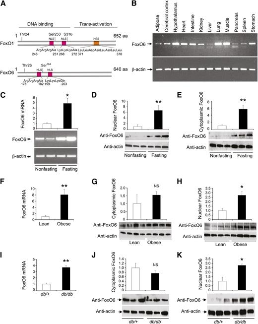 FIG. 1. Characterization of FoxO6 and its hepatic expression under physiologic and pathologic conditions. A: FoxO6 is divergent from FoxO1. FoxO6 contains 640 amino acid (aa) residues and two Akt/PKB phosphorylation sites, lacking NES. NLS, nuclear localization signal. B: FoxO6 is ubiquitously expressed. C57BL/6J male mice (aged 10 weeks) were killed under fed conditions for collecting tissues (20 mg), which were subjected to RT-PCR analysis using FoxO6 and β-actin primers. Data were representative of three independent assays from three mice. C57BL/6J male mice (aged 10 weeks, n = 3) were killed under fed conditions or after a 16-h fast. C: Total liver RNA was subjected to real-time quantitative (q) RT-PCR assay using FoxO6 and β-actin primers. Total liver proteins were separated into nuclear (D) and cytoplasmic (E) fractions, which were analyzed by immunoblot assay using anti-FoxO6 antibody. Furthermore, C57BL/6J male mice (aged 6 weeks) were rendered obese after 8 weeks of high-fat feeding. Mice in groups fed regular chow (n = 6, body wt 26.5 ± 2.1 g) and a high-fat diet (n = 6, 51.4 ± 4.9 g) were killed after a 16-h fast. F: Total liver RNA was subjected to real-time qRT-PCR assay for determining hepatic FoxO6 mRNA levels. Total liver proteins were separated into cytoplasmic (G) and nuclear (H) fractions, which were analyzed by anti-FoxO6 immunoblot assay. Likewise, male diabetic db/db (n = 8, aged 6 months; blood glucose levels, 62.8 ± 3.9 mg/dL) vs. male age-matched control db/+ mice (n = 8, 310 ± 28 mg/dL) were killed after a 16-h fast, and liver tissue was processed for the preparation of cytoplasmic and nuclear fractions. I: Total liver RNA was subjected to real-time qRT-PCR assay for determining hepatic FoxO6 mRNA levels. Aliquots of cytoplasmic (J) and nuclear (K) proteins (20 μg) were subjected to semiquantitative immunoblot analysis for FoxO6. *P < 0.05 and **P < 0.005 vs. control by ANOVA; NS, not significant. (A high-quality color representation of this figure is available in the online issue.)