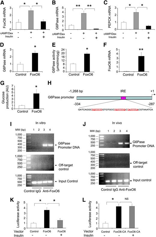 FIG. 2. Insulin regulation of FoxO6 transcriptional activity. Human primary hepatocytes were cultured in the absence or presence of 8-cpt-cAMP (cAMP analog, 500 μmol/L) and dexamethasone (Dex, 100 μmol/L), with and without the inclusion of insulin (100 nmol/L). After 24-h incubation, cells were subjected to real-time quantitative (q) RT-PCR assay for determination of FoxO6 mRNA levels (A), G6Pase mRNA levels (B), and PEPCK mRNA levels (C). In addition, HepG2 cells were transduced with control and FoxO6 vectors at a fixed dose (100 plaque-forming units [pfu]/cell). After 24-h incubation, cells were replenished with glucose-free glutamine-containing Dulbecco’s modified Eagle’s medium that was supplemented with 1 mmol/L pyruvate. After 6-h incubation, conditioned medium was used for determination of glucose. Cells were subjected to real-time qRT-PCR analysis and anti-FoxO6 immunoblot assay using anti-actin antibody as control. D: G6Pase mRNA levels. E: Hepatic G6Pase activity. F: FoxO6 mRNA levels. G: Glucose levels in the medium. AU, arbitrary unit. H: The mouse G6Pase promoter contains three tandem copies of the insulin-responsive element (IRE). This 1.2-kb G6Pase promoter was cloned in the luciferase reporter expression vector pG6P-Luc. I: FoxO6 binds to the G6Pase promoter in HepG2 cells. HepG2 cells were transfected with pG6P-Luc in the presence of FoxO6 vector at 50 pfu/cell in duplicate. After 24-h incubation, cells were subjected to chromatin immunoprecipitation (ChIP) assay using rabbit preimmune IgG (lanes 1 and 2) or anti-FoxO6 antibody (lanes 3 and 4). Immunoprecipitates were subjected to PCR analysis using a pair of primers flanking the IRE sequence (−471/−122 nucleotide [nt]) in the G6Pase promoter. As a negative control, the immunoprecipitates were analyzed using a pair of off-target primers flanking the G6Pase coding region (684–1,074 nt). As a positive control, aliquots of input DNA samples (3 μL) were used in PCR analysis. J: FoxO6 binds to the G6Pase promoter in the liver. CD-1 mice (n = 4) were killed after a 16-h fast. Liver tissues were subjected to ChIP assay using rabbit preimmune IgG (lanes 1 and 2) or anti-FoxO6 antibody (lanes 3 and 4). Furthermore, HepG2 cells were transfected with 1 μg of the plasmid encoding the G6Pase promoter-directed luciferase reporter system in the presence of FoxO6 (K) or its constitutively active allele FoxO6-CA (L) production. Adv-FoxO6, Adv-FoxO6-CA, and control Adv-null vectors were used at a fixed dose (50 pfu/cell). Cells were incubated for 24 h in the presence or absence of insulin (100 nmol/L), followed by luciferase assay. To normalize the transfection efficiency, 1 μg of pCA35-LacZ encoding β-galactosidase was included in each transfection. The promoter activity, defined as the ratio between luciferase and β-galactosidase activities, was determined. Data were from 4 to 6 independent experiments. *P < 0.05 and **P < 0.001 vs. control by ANOVA; NS, not significant. bp, base pairs; MW, molecular weight. (A high-quality color representation of this figure is available in the online issue.)