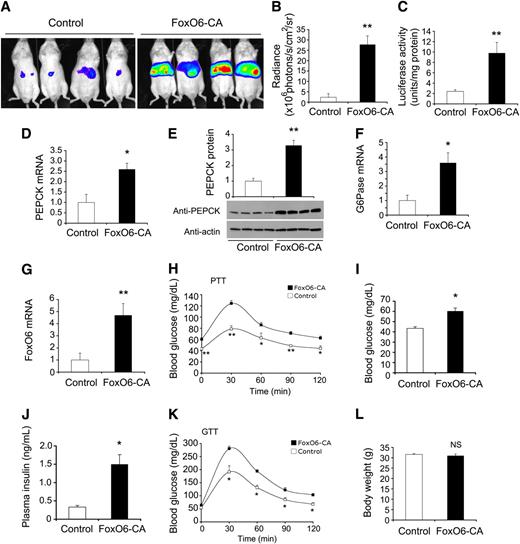 FIG. 3. Effect of FoxO6 gain-of-function on gluconeogenesis. CD1 male mice (aged 10 weeks) were stratified by body weight and randomly assigned to two groups (n = 9), which were intravenously injected with Adv-glucose-6-phosphate (G6P)-Luc vector (0.5 × 1011 plaque forming units [pfu]/kg) that is premixed with Adv-FoxO6-CA or Adv-null vector (1.5 × 1011 pfu/kg). A: Mice were injected 5 days after vector administration with a dose of d-luciferin (200 μg/g i.p.), followed by whole-body imaging. B: The mean radiance of mice, defined as the light unit (photons/s/cm2/sr [steradian]), was compared between FoxO6-CA and control groups. Mice were killed after 14 days of hepatic FoxO6-CA production. C: Liver tissues were subjected to luciferase activity assay for determining hepatic luciferase activity. Aliquots of liver tissues (20 mg) were analyzed for the determination of PEPCK mRNA (D), PEPCK protein (E), G6Pase mRNA (F), and FoxO6 mRNA levels (G). In parallel, two groups of CD1 mice (n = 5) were identically treated with FoxO6-CA or control vector, without the inclusion of the luciferase vector, for determining the effect of FoxO6-CA on glucose metabolism. H: Blood glucose profiles of the pyruvate tolerance test (PTT). Mice were fasted for 16 h, followed by an injection of pyruvate (2 g/kg i.p.). Blood glucose levels were measured before and after pyruvate infusion. Data were obtained after 8 days of hepatic FoxO6-CA production. I: Fasting blood glucose levels. J: Fasting plasma insulin levels. Mice were fasted for 16 h, followed by determination of fasting blood glucose levels. In addition, aliquots of blood (20 μL) were collected from individual mice for the determination of fasting plasma insulin levels. Data were obtained on day 5 after vector administration. K: Blood glucose profiles of glucose tolerance test (GTT). Mice were fasted for 16 h, followed by a glucose injection (2 g/kg i.p.). Blood glucose levels were measured before and after glucose infusion. Data were obtained after 5 days of hepatic FoxO6-CA production. L: Body weight. *P < 0.05 and **P < 0.005 vs. control by ANOVA; NS, not significant. (A high-quality digital representation of this figure is available in the online issue.)