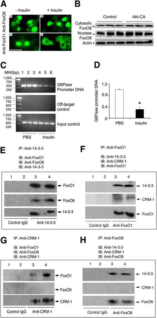 FIG. 4. FoxO6 subcellular distribution, DNA binding activity, and interaction with CRM-1. A: Immunohistochemistry. HepG2 cells pretransduced with 50 plaque forming units (pfu)/cell of FoxO6 vector (a and b) or FoxO1 vector (c and d) were serum-starved for 6 h, followed by incubation in the absence or presence of insulin (100 nmol/L) for 30 min. Cells were immunostained using rabbit anti-FoxO6 (a, b) or anti-FoxO1 (c, d) antibodies, followed by anti-rabbit IgG conjugated with fluorescein isothiocyanate (green). Bar = 25 μm. B: Immunoblot. HepG2 cells were transduced with 50 pfu/cell of FoxO6 vector in the absence or presence of Adv-Akt-CA vector (50 pfu/cell) expressing Akt-CA. After 24-h incubation, cells were harvested for the preparation of nuclear and cytoplasmic fractions, which were subjected to anti-FoxO6 immunoblot assay. C: Chromatin immunoprecipitation (ChIP) analysis of liver. C57BL/6J male mice (aged 10 weeks) were fasted for 16 h, followed by an injection of insulin (2 units/kg i.p.; n = 3) or phosphate-buffered saline (PBS; n = 3). Mice were killed 20 min after insulin injection, and aliquots of liver tissue (20 mg) underwent ChIP assay using rabbit anti-FoxO6 antibody for determining FoxO6 association with G6Pase promoter DNA. D: The amount of G6Pase promoter DNA bound by FoxO6 relative to input control DNA was determined in the liver of PBS- and insulin-treated mice. In addition, HepG2 cells were cotransduced with FoxO1 and FoxO6 vectors at a fixed dose (50 pfu/cell). *P < 0.005 vs. control by ANOVA. After a 24-h incubation, cells were collected for the preparation of total protein lysates, which were subjected to immunoprecipitation using anti–14-3-3 (E), anti-FoxO1 (F), anti–CRM-1 (G), or anti-FoxO6 antibody (H). The control antibody was anti–β-galactosidase IgG. The immunoprecipitates were analyzed for the presence of FoxO1, FoxO6, 14-3-3, or CRM-1. IB, immunoblotting; IP, immunoprecipitation; MW, molecular weight; bp, base pair. (A high-quality digital representation of this figure is available in the online issue.)