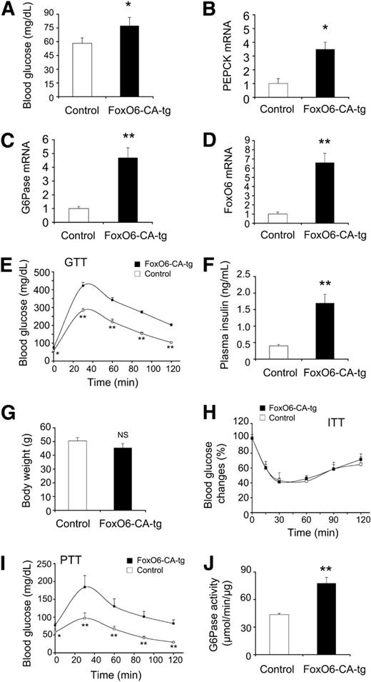 FIG. 6. Effect of FoxO6 transgenic expression on glucose metabolism. FoxO6-CA transgenic (FoxO6-CA-tg) and wild-type littermates were characterized for glucose metabolism. A: Blood glucose levels were determined after a 16-h fast. B: Hepatic PEPCK mRNA levels. C: Hepatic G6Pase mRNA levels. D: Hepatic FoxO6 mRNA levels. E: Blood glucose profiles of glucose tolerance tests (GTT). Mice were fasted for 16 h, followed by glucose injection (2 g/kg i.p. body wt). Blood glucose levels were measured before and after glucose injection. F: Plasma insulin levels were determined after a 16-h fast. G: Body weight. H: Blood glucose profiles of insulin tolerance tests (ITT). Mice were injected with insulin (0.75 IU/kg i.p.), followed by determination of blood glucose levels. I: Blood glucose profiles of pyruvate tolerance tests (PTT). Mice were fasted for 16 h, followed by injection of pyruvate (2 g/kg i.p. body wt). Blood glucose levels were measured before and after pyruvate injection. J: Hepatic G6Pase activity. All data were obtained from male FoxO6-CA-tg mice (n = 8–10) and male age-matched (aged 49–40 weeks) control littermates (n = 5–8). *P < 0.05 and **P < 0.005 vs. control by ANOVA; NS, not significant.