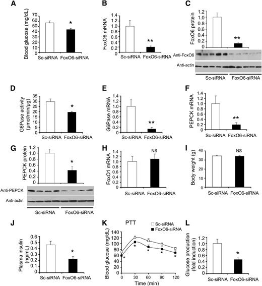FIG. 7. Effect of FoxO6 loss of function on gluconeogenesis. CD1 male mice (aged 10 weeks) were stratified by body weight and randomly assigned to two groups (n = 10), which were intravenously injected with a predefined dose (1.5 × 1011 plaque forming units [pfu]/kg) of Adv-FoxO6-siRNA vector expressing FoxO6-specific siRNA under the U6 promoter or control Adv-Sc-siRNA vector encoding scrambled siRNA under the U6 promoter. A: Blood glucose levels. B: Hepatic FoxO6 mRNA levels. C: Hepatic FoxO6 protein levels. D: Hepatic G6Pase activity. E: Hepatic G6Pase mRNA levels. F: Hepatic PEPCK mRNA levels. G: Hepatic PEPCK protein levels. H: Hepatic FoxO1 mRNA levels. I: Body weight. J: Plasma insulin levels. K: Blood glucose profiles of pyruvate tolerance tests (PTT). Blood glucose and plasma insulin levels were determined after a 16-h fast at day 10 after vector administration. PTT was performed at day 14. Mice were killed after a 16-h fast after 15 days of hepatic FoxO6-siRNA expression. Liver tissues were subjected to real-time quantitative RT-PCR analysis and G6Pase activity assay. L: Glucose production in FoxO6-deficient hepatocytes. Mouse primary hepatocytes (2 × 105 cells/well in 12-well microplates) were treated with Adv-FoxO6-siRNA or Adv-Sc-siRNA vector at the dose of 100 pfu/cell in the presence of 8-cpt-cAMP (cAMP analog, 500 μmol/L) and dexamethasone (100 μmol/L). Each condition was run in six replicates. After 24-h incubation, the amount of glucose released from hepatocytes into culture medium was determined between FoxO6-siRNA and control Sc-siRNA groups. *P < 0.05 and **P < 0.005 vs. control by ANOVA; NS, not significant.