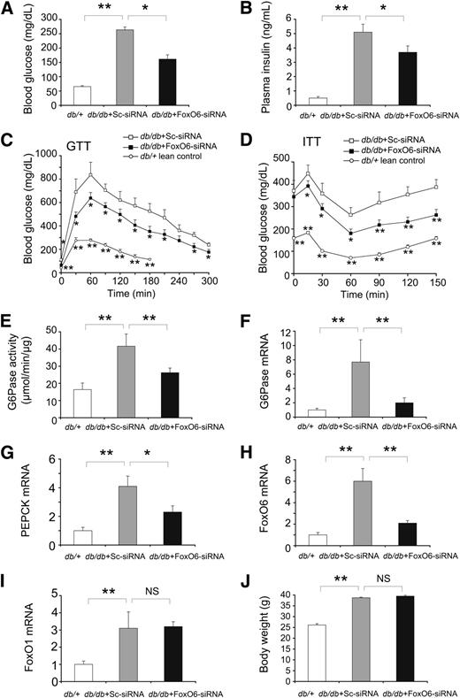 FIG. 8. Beneficial effect of FoxO6 inhibition on glucose metabolism in diabetes. Diabetic male db/db mice (aged 12 weeks) were stratified by body weight and fasting blood glucose levels and randomly assigned to two groups (n = 7), which were treated with 1.5 × 1011 plaque forming units of FoxO6-siRNA or Sc-siRNA control vector. One group of male age-matched heterozygous db/+ littermates (n = 8) was used as a normal control. A: Blood glucose levels. B: Plasma insulin levels. After 5 days of vector administration, mice were fasted for 16 h, followed by the determination of blood glucose and plasma insulin levels. C: Blood glucose profiles in response to glucose tolerance test (GTT). After a 16-h fast, mice were injected with glucose (3 g/kg i.p.), followed by the determination of blood glucose levels. Data were obtained from day 5, and similar results were reproduced at day 10 after vector administration. D: Blood glucose profiles in response to insulin tolerance test (ITT). Mice were injected with insulin (2 IU/kg i.p.) at day 10 after vector administration, followed by determination of blood glucose levels. E: Hepatic G6Pase activity. F: Hepatic G6Pase mRNA levels. G: Hepatic PEPCK mRNA levels. H: Hepatic FoxO6 mRNA levels. I: Hepatic FoxO1 mRNA levels. J: Body weight. Mice were killed at day 12 after vector administration, and liver tissues were collected for the determination of hepatic G6Pase activity and hepatic mRNA levels corresponding to G6Pase, PEPCK, FoxO6, and FoxO1 by real-time quantitative RT-PCR assay using β-actin mRNA as control. *P < 0.05 and **P < 0.005 vs. control by ANOVA; NS, not significant.