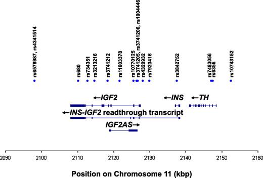 FIG. 1. Schematic diagram of the region of chromosome 11 genotyped in this study, showing the associated genes (IGF2, INS, and TH) and transcripts (IGF2, INS, TH, antisense IGF2, and INS-IGF2 readthrough transcript). Exons are shown as blocks. Chromosomal position based on National Center for Biotechnology Information Genome Reference Consortium Human genome build 36. (A high-quality color representation of this figure is available in the online issue.)