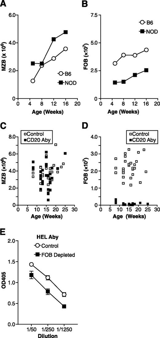 FIG. 3. Selective depletion of the FO subset of mature B cells limits the initiation but does efficiently abrogate already established diabetogenic autoimmune responses in NOD mice. A: Splenic MZ B cells (CD21hi CD23−) undergo a greater age-dependent expansion in NOD than B6 female mice (n = 5 per strain at each time point; P = 0.02 by ANOVA). B: Splenic FO B cells (CD21int CD23hi) undergo a greater age-dependent expansion in B6 than NOD mice (P = 0.001 by ANOVA). C and D: Treatment with the IgG1 isotype of the 18B12 murine CD20-specific antibody deletes splenic FO but not MZ B cells in NOD mice. Treatment at 21-day intervals with the CD20-specific or control antibody was initiated at 5 weeks of age in a cohort of NOD female mice. At the indicated time points, a subset of mice in each group was then assessed for numbers of splenic MZ (C) and FO (D) B cells. E: Antibody responses to exogenous antigens are marginally suppressed in NOD mice selectively depleted of FO B cells. NOD mice were treated at 10 weeks of age with the control or IgG1 CD20-specific antibody (n = 5 per group) and then primed 9 days later with HEL. Serum was collected 11 days after antigen priming and assessed by enzyme-linked immunosorbent assay for relative levels of HEL-specific antibodies. Data are represented as mean OD405 ± SEM at the indicated serum dilutions (control vs. FOB depleted: P = 0.0001 by ANOVA). MZB, MZ B cells; FOB, FO B cells; Aby, antibody.