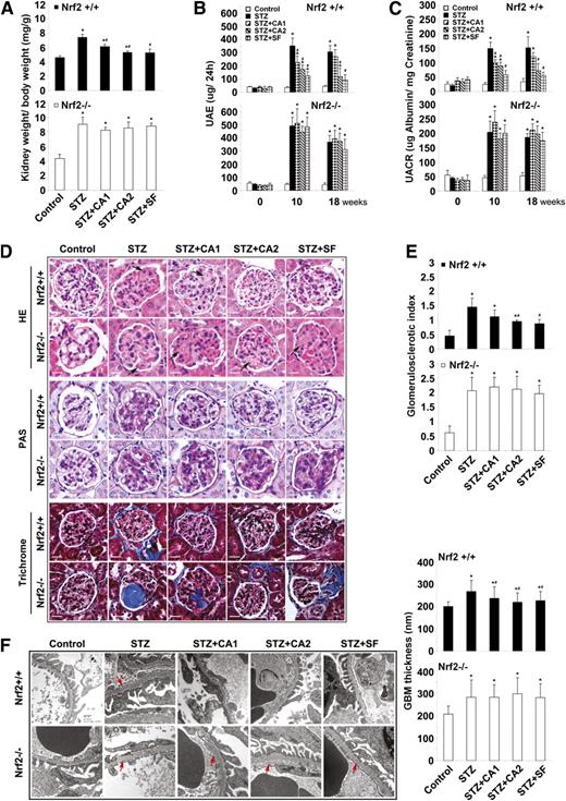FIG. 2. SF or CA alleviates renal damage induced in the STZ-diabetic model. A: Kidney-to-body weight ratios are provided. STZ injection increased weight ratios in both Nrf2+/+ (top panel) and Nrf2−/− (bottom panel) animals, which could be significantly reduced by SF and CA treatment in Nrf2+/+ only. B and C: Albuminuria is reported as measures of UAE (B) and UACR (C). STZ injection increased UAE and UACR in both Nrf2+/+ (top panels) and Nrf2−/− (bottom panels) animals, which were significantly reduced by SF and CA treatment in Nrf2+/+ only. Kidney tissue sections from each mouse were subjected to HE, PAS, and trichrome staining. D: A representative image from one mouse per group is shown. E: PAS-stained tissues were used for semiquantitative scoring to get glomerulosclerotic index. A total of 30 glomeruli were scored for each mouse, and average scores with SD were shown (n = 3 per group). F: Electron microscopy of the GBM is displayed. GBM thickness was measured at 50 different sites (per animal) of the GBM in Nrf2+/+ (top panel) and Nrf2−/− (bottom panel) animals and expressed as mean ± SD (n = 3 per group). Data in A–C are expressed as mean ± SD (n = 8). *P < 0.05 compared with control. #P < 0.05 dietary treatment compared with STZ alone. (A high-quality color representation of this figure is available in the online issue.)