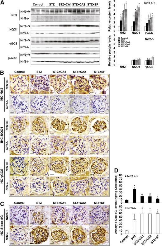 FIG. 3. SF- or CA-induced activation of the Nrf2 pathway confers protection against renal oxidative damage. A: Whole kidney lysates from three mice per group were subjected to immunoblot analysis with antibodies against Nrf2, NQO1, γ-GCS, and β-actin. The experiments were repeated three times, and one representative blot is shown (left panel). The intensity of bands from replicate immunoblots was quantified and plotted (right panel, bar graphs). *P < 0.05 compared with control. B: Fixed kidney tissues were stained with antibodies against Nrf2, NQO1, and γ-GCS. Representative images from each group showed a slight induction of Nrf2 and downstream targets upon STZ injection. Treatment with SF and CA further induced the Nrf2 pathway in Nrf2+/+ only. C: 8-oxo-dG staining assessed oxidative damage in the kidney, and a representative image is provided. D: Urine collected at the last 24 h of the experiment was used for measurement of urinary 8-oxo-dG. STZ injection caused significant DNA damage that was attenuated by treatment with SF and CA in Nrf2+/+ only. Data are expressed as mean ± SD (n = 3). *P < 0.05 compared with control. #P < 0.05 dietary treatment compared with STZ alone. (A high-quality color representation of this figure is available in the online issue.)