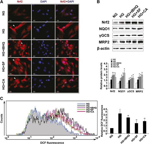 FIG. 5. Activation of Nrf2 diminishes mesangial ROS generation under hyperglycemic conditions. A: Nrf2 expression and localization were assessed in HRMCs incubated in NG, HG, HG+tBHQ, HG+SF, or HG+CA DMEM media for 48 h. Incubation in HG as well as treatment with an Nrf2 activator increased Nrf2 staining intensity and localization to the nucleus. B: Protein expression of Nrf2 and downstream targets was analyzed in HRMCs incubated in NG, HG, HG+tBHQ, HG+SF, or HG+CA DMEM media for 48 h. Representative Western blots and the relative quantification are provided. C: ROS levels in HRMCs incubated in NG, HG, HG+tBHQ, HG+SF, or HG+CA DMEM media are reported. HG stimulated ROS in HRMCs, whereas cotreatment with an Nrf2 activator for 48 h significantly reduced ROS. Data are expressed as mean ± SD (n = 3). *P < 0.05 compared with NG group. #P < 0.05 Nrf2 activators compared with HG alone. DCF, dichlorodihydrofluorescein diacetate. (A high-quality color representation of this figure is available in the online issue.)
