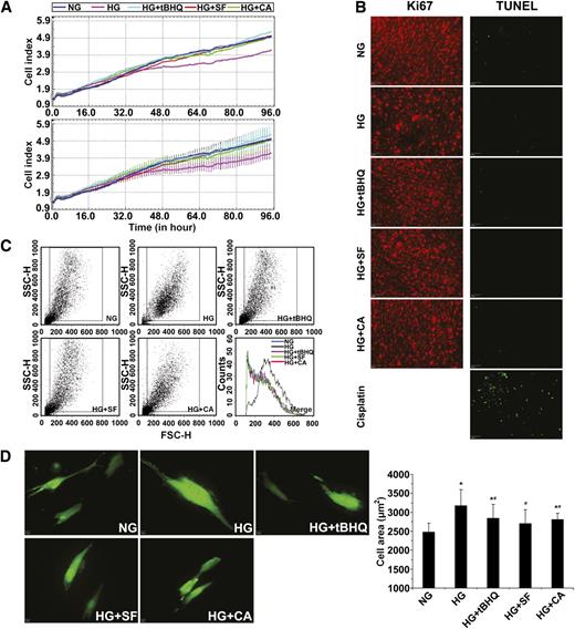 FIG. 6. High glucose–mediated mesangial cell growth inhibition and hypertrophy can be reversed by activation of Nrf2. A: Cell growth of HRMCs incubated in NG, HG, HG+tBHQ, HG+SF, or HG+CA DMEM media was monitored in real-time for 96 h (upper panel = average; lower panel = average with error). B: Cell death and proliferation were assessed by transferase-mediated dUTP nick-end labeling (TUNEL) assay (positive control is treated with cisplatin at 18 μmol/L for 24 h) or Ki67 immunolabeling. HG media induced cell growth inhibition, which was alleviated by coculture with an Nrf2 activator. C: Cell size of HRMCs incubated in NG, HG, HG+tBHQ, HG+SF, or HG+CA DMEM media for 96 h was measured by forward light scatter/flow cytometry. Incubation in HG media induced cellular hypertrophy that was reduced with an Nrf2 activator. D: Cell area is reported from GFP-transfected HRMCs incubated in NG, HG, HG+tBHQ, HG+SF, or HG+CA DMEM media for 48 h. Total cell area increased with HG conditions but was significantly reduced in the presence of an Nrf2 activator. Data in D are expressed as mean ± SD (n = 100). *P < 0.05 compared with NG group. #P < 0.05 Nrf2 activators compared with HG alone. FSC-H, forward scatter. SSC-H, side scatter. (A high-quality color representation of this figure is available in the online issue.)