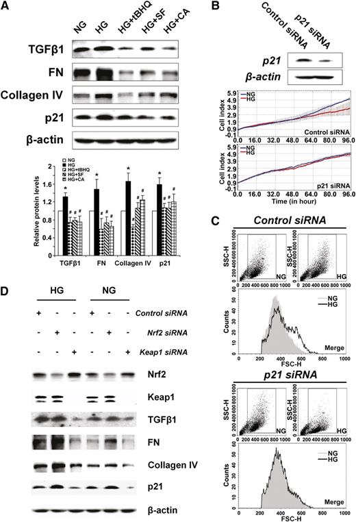 FIG. 7. Blockage of TGF-β1 by Nrf2 activation alleviates ECM production and p21-mediated mesangial cell growth inhibition and hypertrophy. A: Expression of TGF-β1 and downstream proteins was assessed by immunoblot analysis in HRMCs incubated in NG, HG, HG+tBHQ, HG+SF, or HG+CA DMEM media for 48 h (upper panel). Relative protein expression averaged over triplicate experiments are presented in bar graphs (lower panel). HG increased TGF-β1, FN, collagen IV, and p21. Coculture with an Nrf2 activator prevented increase of these proteins. *P < 0.05 compared to NG group. #P < 0.05 Nrf2 activators compared to HG alone (bar graph). B: Representative immunoblots and live cell growth curves from HRMCs transfected with p21-siRNA. Knockdown of p21 rescues growth inhibition induced by HG conditions. C: Representative images from flow cytometry analysis of forward light scatter analysis. Knockdown of p21 reduces HG-induced hypertrophy in HRMCs. D: Representative immunoblots from HRMCs transfected with control siRNA, Nrf2-siRNA, or Keap1-siRNA. Knockdown of Keap1 and Nrf2 illustrate the Nrf2-dependent repression of TGF-β1, ECM proteins, and p21 under both normal and hyperglycemic conditions. FSC-H, forward scatter. SSC-H, side scatter. (A high-quality color representation of this figure is available in the online issue.)