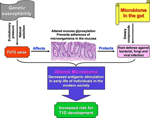 FIG. 1. A model for the potential implication of interactions between the FUT2 nonsecretor status and the gut microbiome in the pathogenesis of type 1 diabetes (T1D). The FUT2 nonsecretor (se) allele was naturally selected under evolutionary pressure to protect hosts against bacterial, fungi, and viral infections by altering the profile of mucosa glycosation, which then prevents the adherence of microorganisms to the mucosal epithelial cells and the mucus layer lining the gastric epithelium. While this protective effect is beneficial for host defense, it also imbalances the microbiome in the gut associated with decreased antigenic stimulation to the immune system in early life of subjects in the modern society, which would predispose those individuals homozygous for the nonsecretor allele with increased risk to the development of type 1 diabetes. (A high-quality digital representation of this figure is available in the online issue.)