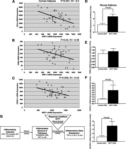 FIG. 6. SirT1 transcript level is inversely correlated with macrophage markers in human adults. A: Correlation between SirT1 mRNA expression and CD14 (a macrophage/monocyte marker) in adipose tissue of a mixed-weight population of humans. B: Correlation between SirT1 and CD86 mRNA (another monocyte/macrophage marker) in WAT from the same group of subjects. C: Correlation between SirT1 and CX3CL1 (a monocyte chemoattractant) mRNA in WAT from the same group of subjects. D–F: SirT1 knockdown increases expression of CX3CL1, CX3CR1, and CD14 in rodent WAT. G: Schematic model of SirT1 regulation of inflammation. SirT1 deacetylation of inflammatory gene promoters causes decreased cytokine production in response to stimulation of inflammatory sensors by fatty acids, hypoxia, and ER stress. In turn, decreased SirT1 expression in obesity sensitizes these networks to activation by stressors. FFA, free fatty acid; NLR, NOD-like receptor.
