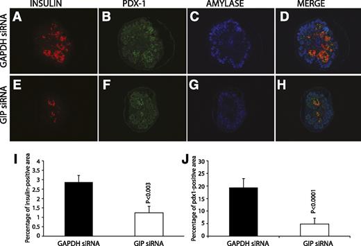 FIG. 4. Immunohistochemistry of GIP siRNA-treated embryonic pancreas showed decreased insulin and Pdx-1–positive staining (A, B, E, and F). There was no apparent change in amylase staining (C and G). Area of insulin staining was calculated by using image analysis software, and the positive proportion of the entire pancreas was then calculated. The insulin-staining area of GIP siRNA-treated cultured pancreas was significantly less than the GAPDH siRNA-treated pancreas (n = 3, P = 0.003) (I). Pdx-1–positive cells were also significantly decreased in GIP siRNA-treated pancreas (J). (A high-quality digital representation of this figure is available in the online issue.)