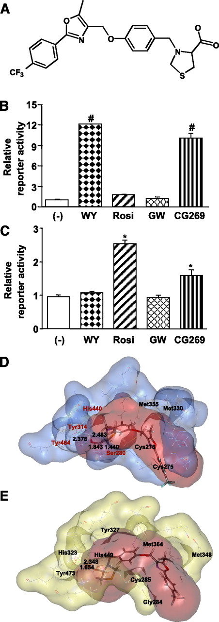 FIG. 1. CG301269 selectively activates PPARα and PPARγ in vitro. A: Chemical structure of CG301269. HEK293 cells were transiently cotransfected with murine PPARα (B) or PPARγ (C) expression vector, RXRα expression vector, and DR1-luciferase reporter construct and treated for 24 h with 1 μmol/L WY14643 (WY), rosiglitazone (Rosi), GW501516 (GW), or CG301269 (CG269). Harvested cells were analyzed by reporter assay as described in RESEARCH DESIGN AND METHODS. Each bar represents mean ± SD of duplicates. *P < 0.05 vs. negative control; #P < 0.01 vs. negative control. D and E: Docking modes of CG301269 toward the LBD of human PPARα or γ. D: PPARα-LBD (PDB ID: 3FEI, binding site volume = 329.5 Å3). E: PPARγ-LBD (PDB ID: 3FEJ, binding site volume = 362.4 Å3). Displayed amino acids are all protein residues with a ligand contact distance ≤4.5 Å. The docking protocol is described in research design and methods. CG301269 (stick model) has similar binding sites and binding volume compared with known PPARα/γ dual agonist (red cloud); in particular, typical four hydrogen bonds between the carboxylate of CG301269 and the Ser, His, and Tyr residues of PPARα/γ within hydrogen bond distance ≤3 Å. CG301269 can be accommodated at the hydrophobic pockets composed of Met, Cys, and Gly residues of PPARα/γ. Blue cloud, human PPARα; yellow cloud, human PPARγ; red cloud, binding site volume of recently uploaded PPARα/γ dual agonist.