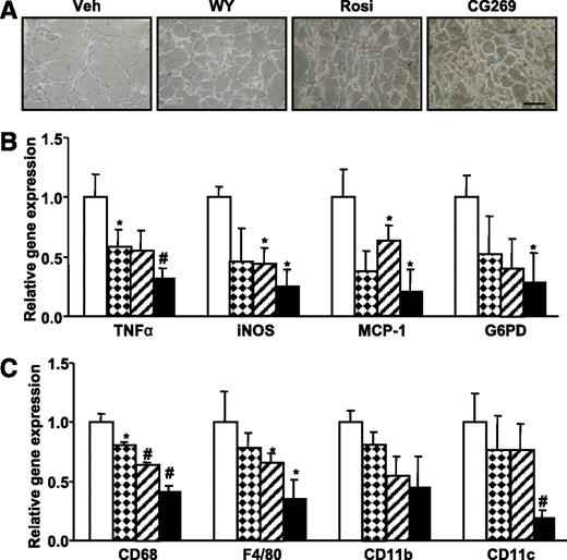 FIG. 7. CG301269 reduces average fat cell size and improves inflammation in WAT of db/db mice. A: WAT histology of CG301269-treated db/db mice. WAT of each group of db/db mice was frozen-sectioned as described in research design and methods. Scale bar = 100 μm. The mRNA expression of proinflammatory genes (B) and macrophage marker genes (C) in WAT of PPAR agonists-treated db/db mice was determined by use of qRT-PCR and normalized by glyceraldehyde-3-phosphate dehydrogenase. Data represent mean ± SD. □, Veh; , WY; ▨, Rosi; ■, CG269. *P < 0.05 vs. Veh; #P < 0.01 vs. Veh. (A high-quality digital representation of this figure is available in the online issue.)