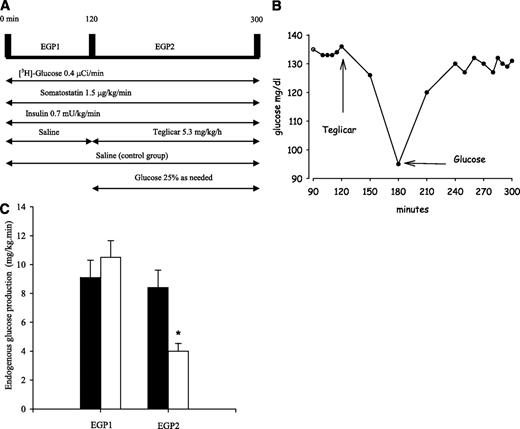 FIG. 2. A: Pancreatic clamp procedure involves the infusion of 0.4 μCi/min [3-3H]glucose, 1.5 μg/kg/min somatostatin, and 0.7 mU/kg/min insulin. Control rats received saline throughout the experiment, whereas teglicar infusion was started at 120'. Rats receiving the drug also received glucose to prevent hypoglycemia. B: Representation of teglicar-induced drop in glycemia during pancreatic clamp. Euglycemia is restored by glucose coinfusion. C: Rates of glucose production before (EGP1) and during (EGP2) the infusion of teglicar (white bars) or saline (black bars) in postabsorptive SD rats. The box plots indicate the mean ± SE from five different pancreatic clamps/group. *P < 0.05 vs. saline.