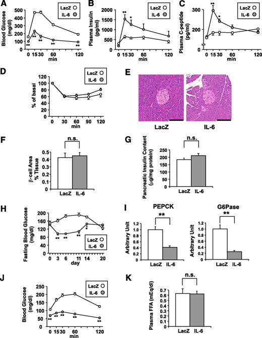 FIG. 3. Adenoviral overexpression of IL-6 enhances GSIS. A–C: Blood glucose (A), plasma insulin (B), and plasma C-peptide (C) levels during glucose tolerance tests performed in LacZ- (open circles; n= 5) and IL-6 (closed circles; n = 7) mice on day 5 after adenoviral administration. Statistical significance was calculated using the unpaired t test. D: Blood glucose levels after intraperitoneal insulin injection in LacZ- (open circles; n= 5) and IL-6 (closed circles; n = 7) mice on day 7 after adenoviral administration. Data are presented as percentages of the blood glucose levels immediately before insulin loading. E: Histological findings of the pancreas with hematoxylin and eosin staining on day 5 after adenoviral administration. Scale bars indicate 100 μm. F: β-cell areas of LacZ- (open bars; n = 5) and IL-6 (closed bars; n = 7) mice on day 14 after adenoviral administration. G: Pancreatic insulin contents were determined in LacZ- (open bars; n = 5) and IL-6 (closed bars; n = 7) mice on day 14 after adenoviral administration. H: Fasting blood glucose levels were measured in LacZ- (open circles; n = 5) and IL-6 (closed circles; n = 7) mice through day 20 after adenoviral administration. I: Hepatic expressions of PEPCK (left) and glucose-6 (right) of LacZ- (open bars; n = 5) and IL-6 (closed bars; n = 7) mice were analyzed by RT-PCR. J: Blood glucose levels during pyruvate tolerance tests performed in LacZ- (open circles; n = 5) and IL-6 (closed circles; n = 7) mice on day 5 after adenoviral administration. K: Fasting plasma free fatty acid levels were measured in LacZ- (open bar; n = 5) and IL-6 (closed bar; n = 7) mice on day 5 after adenoviral administration. *P < 0.05; **P < 0.01 vs. LacZ-mice assessed by unpaired t test. Data are presented as means ± SE. (A high-quality digital representation of this figure is available in the online issue.)