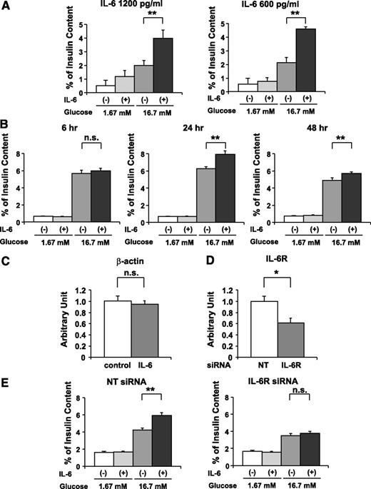 FIG. 4. IL-6 enhances GSIS from both isolated pancreatic islets and MIN-6 cells. A: Pancreatic islets were isolated from 8-week-old C57BL/6N mice and then incubated with or without 1,200 or 600 pg/mL recombinant IL-6 for 48 h, followed by examination of insulin secretion for 60 min in KRBB supplemented with either 1.67 or 16.7 mmol/L glucose (n = 4 per group). **P < 0.01 vs. insulin secretion from islets without IL-6 pretreatment assessed by one-way ANOVA followed by Bonferroni’s post hoc test. B: MIN-6 cells were incubated with or without 1,200 pg/mL recombinant IL-6 for the indicated periods, followed by measurement of insulin secretion for 60 min in KRBB supplemented with either 1.67 or 16.7 mmol/L glucose (n = 6 per group). **P < 0.01 vs. insulin secretion from MIN-6 cells without IL-6 pretreatment assessed by one-way ANOVA followed by Bonferroni’s post hoc test. C: MIN-6 cells were incubated with or without 1,200 pg/mL recombinant IL-6 for 24 h; the cells were used for RT-PCR analysis. β-actin expression levels of MIN-6 cells were quantified and normalized relative to glyceraldehyde-3-phosphate dehydrogenase (GAPDH) mRNA levels. Difference was assessed by unpaired t test. D: Nontargeting (NT) siRNA (open bars; n = 5) or IL-6R siRNA (closed bar; n = 5) were applied to the MIN-6 cells. After 48 h incubation, the cells were used for RT-PCR analysis. IL-6R expression levels of MIN-6 cells were quantified and normalized relative to β-actin mRNA levels. *P < 0.05 vs. NT siRNA transfected MIN-6 cells assessed by unpaired t test. E: Knockdown of IL-6R inhibited IL-6-mediated enhancement of GSIS from MIN-6 cells. MIN-6 cells were transfected with NT siRNA or IL-6R siRNA for 24 h and then incubated with or without concomitant 1,200 pg/mL recombinant IL-6 for 24 h, followed by examination of insulin secretion for 60 min in KRBB supplemented with either 1.67 or 16.7 mmol/L glucose (n = 5 per group). **P < 0.01 vs. insulin secretion from MIN-6 cells without IL-6 pretreatment assessed by one-way ANOVA followed by Bonferroni’s post hoc test. Data are presented as means ± SE.