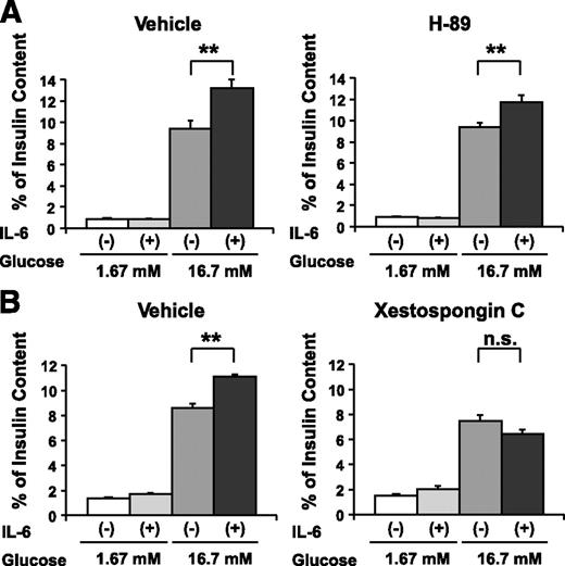 FIG. 6. IL-6–induced enhancement of GSIS is abrogated by an IP3 receptor antagonist but not by a PKA inhibitor. MIN-6 cells were pretreated with vehicle or a pharmacological inhibitor (1 μmol/L H-89 [A] or 10 μmol/L Xestospongin C [B]) with or without concomitant 1,200 pg/mL IL-6 for 24 h, followed by measurement of insulin secretion for 60 min in KRBB supplemented with either 1.67 or 16.7 mmol/L glucose (n = 6 per group). **P < 0.01 vs. insulin secretion from MIN-6 cells without IL-6 pretreatment assessed by one-way ANOVA followed by Bonferroni’s post hoc test. Data are presented as means ± SE.