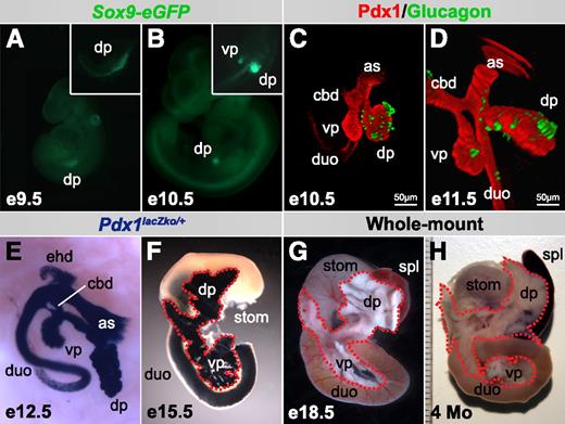 FIG. 1. Gross morphology of the developing pancreas. Sox9-eGFP demarcates the dorsal pancreatic endoderm (dp) at e9.5 (A) and both dorsal (dp) and ventral (vp) pancreatic buds at e10.5 (B) (embryos shown at same scale). Staining for Pdx1 highlights the epithelium of the pancreatic buds, antral stomach (as), common bile duct (cbd), and duodenum (duo) at e10.5 (C) and e11.5 (D); early glucagon+ endocrine cells differentiate at the periphery of the dorsal pancreatic bud and, following a temporal delay, in the ventral pancreatic bud (z-stack projections shown at same scale). X-Gal staining for lacZ expressed from the Pdx1 locus highlights the dorsal bud-derived (dp) and ventral bud-derived (vp) pancreas, antral stomach (as), common bile duct (cbd), extrahepatic bile ducts (ehd), and duodenum (duo) at e12.5 (E) and e15.5 (F). Gross morphology of the perinatal (e18.5) (G) and adult (four-month-old) (H) pancreas: stom, stomach; spl, spleen. F–H: Pancreas tissue is demarcated by red dashed lines. (A high-quality digital representation of this figure is available in the online issue.)