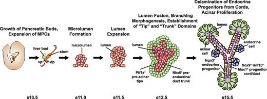 FIG. 2. Overview of major events in pancreatic morphogenesis. By e10.5, the anlagen of the dorsal (dp) and ventral (vp) pancreas, liver, stomach (stom), and duodenum are established; rapid growth of the pancreatic buds occurs through expansion of the MPC population. From around e11.0 on, neighboring cells undergo cell polarization, generating microlumens with a common apical surface. Over the next few days, microlumen expansion and fusion forms a ductal luminal network; branching morphogenesis of the pancreatic epithelium occurs concordantly with segregation of MPCs by e12.5 into an acinar-committed Ptf1a+ “tip” domain and an Nkx6+ central “trunk” field fated to give rise to the ductal network and endocrine cells. By e15.5, the midpoint of the secondary transition, much acinar cell neogenesis has occurred and the acinar compartment expands predominantly through mitosis. Ngn3+ endocrine progenitor cells delaminate from the Sox9+ Hnf1β+ Muc1+ ductal epithelium and give rise to endocrine cells, which coalesce to form nascent islets.