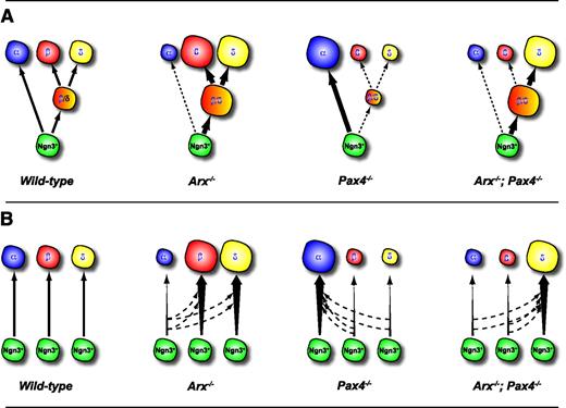 FIG. 3. Alternative models of endocrine subtype specification from endocrine progenitor cells. Model A: Prevailing model of endocrine subtype specification in wild-type, Arx−/−, Pax4−/−, and compound Arx−/−; Pax4−/− mutants, based on the assumption that cells make binary fate decisions involving an intermediary hypothetical β-/δ-cell precursor cell downstream of Ngn3. Model B: Alternative model in which Arx and Pax4 function to stabilize lineage decisions downstream of Ngn3. Note that PP- and ε-cell populations are excluded for the sake of clarity.