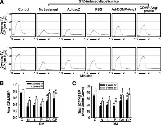 FIG. 1. Adenoviral COMP-Ang1 gene or COMP-Ang1 protein transfer restores ICP elicited by electrical stimulation of the cavernous nerve. A: Representative ICP responses for age-matched control mice (C), untreated STZ-induced diabetic mice (N), or STZ-induced diabetic mice stimulated at 2 weeks after intracavernous injection of ad-LacZ (L; 2 × 108 parts/20 μL), PBS (P; 20 μL), ad–COMP-Ang1 (CA; 2 × 108 parts/20 μL), or COMP-Ang1 protein (CP; 5.8 μg/20 μL). A single injection of ad-LacZ or ad–COMP-Ang1 (day 0) and repeated injections of PBS or COMP-Ang1 protein (days −3 and 0) were done into the midportion of the corpus cavernosum. The cavernous nerve was stimulated at 1 and 5 V. The stimulus interval is indicated by a solid bar. B and C: Ratios of mean maximal ICP and total ICP (area under the curve) to MSBP were calculated for each group. Each bar depicts the means ± SE from n = 6 animals per group. *P < 0.01 vs. the C, CA, and CP groups; #P < 0.01 vs. the N, L, and P groups; †P < 0.01 vs. the C group; ‡P < 0.05 vs. the C group. DM, diabetes.