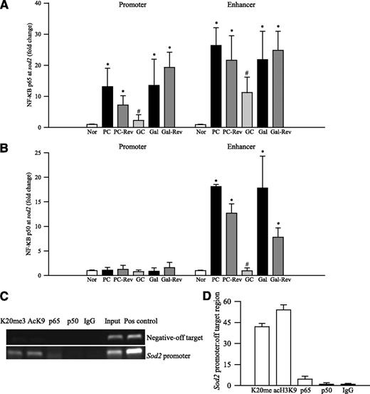 FIG. 3. NF-κB p65 and NF-κB p50 in retinal sod2, and the specificity of the ChIP assay. The levels of retinal NF-κB p65 (A) and NF-κB p50 (B) at the sod2 promoter and enhancer were determined by ChIP. Fold enrichment of NF-κB p65 or p50 was compared with the values obtained from the age-matched normal rats, which were set as 1. The specificity of the ChIP assay was verified by using an off-target primer by semiquantitative PCR (C), and confirmed by SYBER green-based real-time q-PCR (D). Immunoprecipitated DNA from normal retina was amplified using a primer specific to an off-target region (+175 to +488) or to the promoter (−529 to −282) region on sod2. The total genomic DNA obtained from the retina of normal rats served as the positive DNA control. Each measurement was made in the retina obtained from five to seven rats in each group. K20me3 and AcK9, ChIP with H4K20me3 and acetyl H3K9, respectively; p65 and p50, ChIP with NF-κB p65 and p50, respectively; IgG, ChIP with normal IgG; input, sample without ChIP; and pos control, positive control of genomic DNA. *P < 0.05 compared with normal and #P < 0.05 compared with PC. ac, acetyl; Nor, normal.