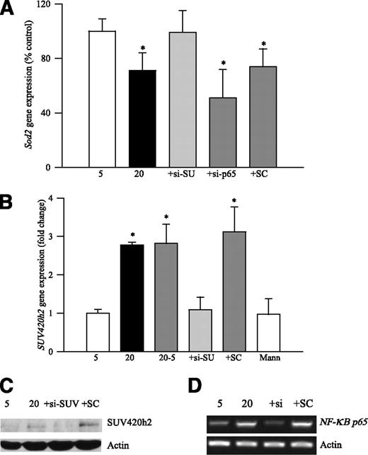 FIG. 5. Gene expression of sod2, SUV420h2, and NF-κB p65 in retinal endothelial cells. Gene expressions of sod2 (A) and SUV420h2 (B) and protein expression of SUV420h2 (C) were evaluated in retinal endothelial cells. D: The efficiency of NF-κB p65–siRNA on p65 gene expression was measured by semiquantitative PCR. 5 and 20, cells incubated in 5 mmol/L glucose or 20 mmol/L glucose; +siSU, +si-p65, or SC, cells transfected with siRNA-SUV420h2 or siRNA–NF-κB p65, or scrambled RNA, respectively, followed by incubation in 20 mmol/L glucose for 4 days; and Mann, cells incubated in 20 mmol/L mannitol instead of 20 mmol/L glucose. The values represent mean ± SD obtained from four to five different experiments, and the Western blot (C) is representative of three different experiments. *P < 0.05 compared with the values obtained from the cells incubated in 5 mmol/L glucose.