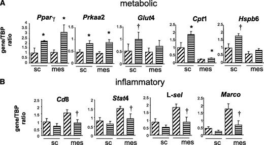 FIG. 1. Quantitative RT-PCR validation of microarray gene expression differences between HF-fed C57BL/6J and 11β-HSD1−/− adipose. C57BL/6J (▨) and 11β-HSD1−/− (▤) mice were fed an HF diet for 4 weeks. Levels of mRNA were measured in two fat depots: subcutaneous (sc) and mesenteric (mes). A: Representative genes involved in lipid and glucose metabolism altered in subcutaneous fat. B: Representative genes involved in inflammatory cell signaling and function altered in mesenteric fat. Data are presented as a mean ± SEM of two independent HF diet studies and are expressed as a ratio of the gene of interest to the TATA-binding protein internal control. n = 7–10. Analyses were by two-way ANOVA. Significant effects of genotype are shown: *P < 0.05. Significant genotype-by-depot interaction is shown: †P < 0.05.