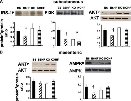 FIG. 2. Phosphorylation of proteins in the insulin and AMPK signaling pathways in adipose tissues of C57BL/6J and 11β-HSD1−/− mice. A: Immunoprecipitation using an anti-IRS1 antibody followed by Western blotting for IRS1-phosphotyrosine and p-85 PI3K and Western blot for phospho-AKTser473 (AKTp) and pan-AKT (AKT) in insulin-treated C57BL/6J mice fed control (B6, ■) or HF (B6HF, ▨) diet and 11β-HSD1−/− mice on control (KO, □) or HF (KOHF, ▤) diet. B: Western blot for phospho/pan-AKT in mesenteric fat and for phospho-AMPKthr172 (AMPKp) and pan-AMPK in mesenteric fat. n = 6–8. Effects of diet are shown as significant: †P < 0.05. Effects of genotype are shown as significant: *P < 0.05. (A high-quality color representation of this figure is available in the online issue.)