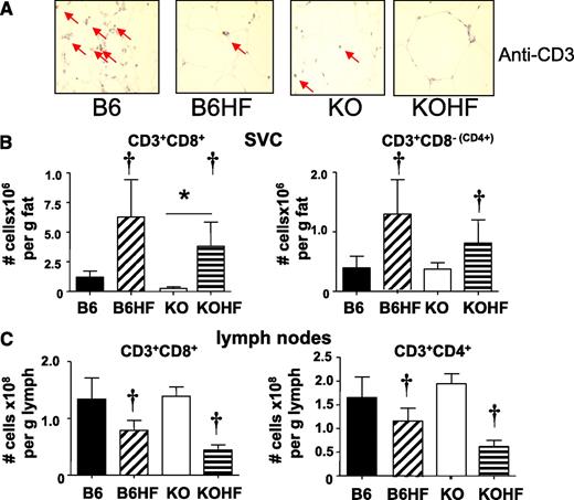 FIG. 3. T-cell levels in adipose tissues of C57BL/6J and 11β-HSD1−/− mice fed HF diet for 4 weeks. A: Anti-CD3 staining in mesenteric adipose sections from C57BL/6J (B6) and 11β-HSD1−/− mice (KO) fed control or HF diet (B6HF, KOHF) (representative of n = 5). Note fat cell expansion causes the appearance of lower CD3+ cells/area, but there is actually an increase per depot as shown in B. FACS quantification of T-cell numbers in mesenteric (B) adipose SVC, and (C) adipose lymph nodes from C57BL/6J mice fed control (■) or HF (▨) diet and 11β-HSD1−/− mice fed control (□) or HF (▤) diet. CD8+ cytotoxic T-cells are shown on the left, and CD3+CD8− (a surrogate for CD4+ T-helper cells) FACS data are shown on the right; n = 4, with adipose pooled from two mice per condition. Effects of diet are shown as significant: †P < 0.05. Effects of genotype are shown as significant: *P < 0.05. (A high-quality digital representation of this figure is available in the online issue.)