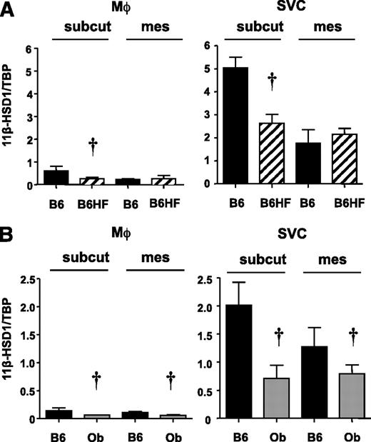FIG. 5. 11β-HSD1 mRNA levels in MACS-enriched adipose macrophages from 18-week HF diet–induced and genetically obese mice. Adipose stromal macrophages (Mϕ) (CD11b+, left) were enriched with magnetic-bead cell sorting using the anti-CD11b antibody from other SVCs (CD11b−, right) in A the subcutaneous and mesenteric adipose tissues of C57BL/6J mice fed control (B6: ■) or HF (B6HF: ▨) diet or in B genetically obese Lepob mice (Ob: ). Effects of genotype (†) and diet (*) are shown as significant: P < 0.05.