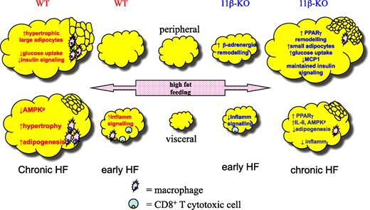FIG. 7. Summary of the effects of 11β-HSD1 deficiency (low intracellular glucocorticoid action) on subcutaneous and visceral fat in obesity after early (4-week) and chronic (18-week) HF diet exposure. HF feeding causes a differential expansion of adipose mass (pink double-sided arrow) in the genotypes. After an initial period of generally attenuated fat mass accumulation (4-week HF diet), fat becomes favorably redistributed toward safer peripheral (subcutaneous) fat stores and away from detrimental visceral (mesenteric) fat stores in 11β-HSD1−/− mice (11β-KO) with chronic (18-week) HF diet (9). In subcutaneous fat, higher PPARγ (and β-adrenergic) remodeling drives increased numbers of small metabolically competent adipocytes that maintain insulin sensitivity, increased glucose uptake, and potentially oxidative drive, despite overall greater fat mass with chronic HF diet (9). In visceral fat, higher PPARγ and increased adipocyte IL-6 secretion drives maintained AMPK-mediated fat oxidation, independently of insulin sensitization. Reduced visceral fat inflammatory responses in 11β-HSD1−/− mice become accentuated with HF diet, particularly an early (4-week) reduction in CD8+ T-cells and a later reduction in macrophage content due, in part, to reduced adipocyte MCP1 secretion from 11β-HSD1−/− adipocytes. Visceral fat of 11β-HSD-1−/− mice also exhibits reduced adipogenesis (30). WT: C57BL/6J mice, 11β-KO: 11β-HSD1−/− mice.
