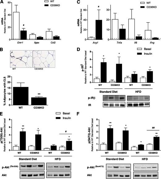 FIG. 2. Hematopoietic deletion of CD36 reduces macrophage content and improves insulin signaling in adipose tissue of mice fed an HFD. Mice with hematopoietic-specific deletion of CD36 (CD36KO) were created by bone marrow transplanting stem cells from CD36KO or background-matched wild-type (WT) mice into lethally irradiated C57BL/6 mice. After 20 weeks of the standard diet or HFD, epididymal WAT depots were excised before and after insulin stimulation. A: Gene expression of F4/80 (Emr1), CD11c (Itgax), and ccl2 in the WAT of WT and CD36KO mice on an HFD was measured by real-time PCR, expressed relative to WT standard diet–fed mice indicated by the dotted line. B: Immunohistochemical staining for F4/80 (brown staining, see arrow) in WAT sections from WT and CD36KO mice on an HFD. The percentage of adipocytes with crown-like structures (CLS) was determined for both WT and CD36KO mice on an HFD (6–10 images at ×20 magnification were analyzed per mouse). C: Gene expression of the alternative macrophage activation (M2) marker, arginase 1 (Arg1), and inflammatory cytokines tnfa, il6, and ifng in the WAT of WT and CD36KO mice were measured by real-time PCR, expressed relative to WT standard diet–fed mice, indicated by the dotted line. WAT from basal and insulin-stimulated WT and CD36KO mice fed a standard diet and HFD were analyzed for phosphorylated (p) (Tyr1361) and total IR (D) and phosphorylated (p) (Ser473 and Thr308) and total Akt (E and F) by Western blotting. Data are expressed as means ± SE (n = 6–8 mice per group). *P < 0.05 insulin stimulated vs. basal; **P < 0.001 insulin stimulated vs. basal; #P < 0.05 CD36KO vs. WT; ##P < 0.001 CD36KT; Student t tests and two-way ANOVA with post hoc analysis. (A high-quality digital representation of this figure is available in the online issue.)