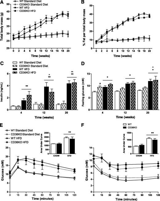 FIG. 3. Hematopoietic deletion of CD36 does not affect body weight or whole-body insulin sensitivity. Radiation chimeras with hematopoietic deletion of CD36 (HSC CD36KO) and control mice (WT) were placed on either an HFD or normal standard diet for 20 weeks. Total body mass (A) and percent fat mass (B) were assessed every fortnight over the dietary intervention using EchoMRI. At the weeks indicated, fasting insulin (C) and glucose (D) levels in the plasma were assessed via ELISA and glucometer, respectively. Intraperitoneal glucose (E) and insulin tolerance (F) tests were conducted at 20 weeks. □, WT standard diet; ○, HSC CD36KO standard diet; ■, WT HFD; ●, HSC CD36KO HFD. Area under the curve is displayed in the inset. All data are expressed as means ± SE (n = 6–8). *P < 0.05 HFD vs. standard diet; **P < 0.001 HFD vs. standard diet; #P < 0.05 WT vs. HSC CD36KO; ^P < 0.05 different to week 4; ^^P < 0.001 different to week 4; two-way repeated-measures ANOVA, where appropriate, and two-way ANOVA with post hoc analysis.