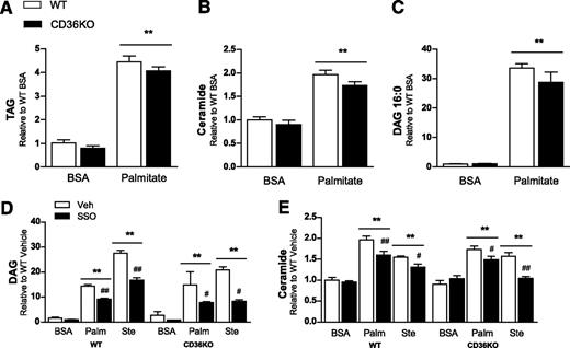 FIG. 4. CD36KO BMDMs are not protected from saturated fatty acid–induced lipid accumulation. Bone marrow–derived macrophages from wild-type (WT) and CD36KO mice were treated with the saturated fatty acids palmitate (16:0), stearate (18:0), or BSA (control) for 4 h, with or without pretreatment with the putative CD36 inhibitor SSO (0.5 mmol/L, 4 h). Total triacylglycerol (TAG) (A), total ceramide (B and E), DAG species 16:0 (C), and the sum of 16:0 and 18:0 DAGs (D) were extracted and analyzed via electrospray ionization-tandem mass spectrometry. All data are expressed as means ± SE (n = 3–6, data shown are from one experiment, representative of two independent experiments). **P < 0.001 fatty acid vs. BSA vehicle; #P < 0.05 vehicle vs. SSO; ##P < 0.001 vehicle vs. SSO; two-way ANOVA with post hoc analysis. Palm, palmitate; Ste, stearate; Veh, vehicle.