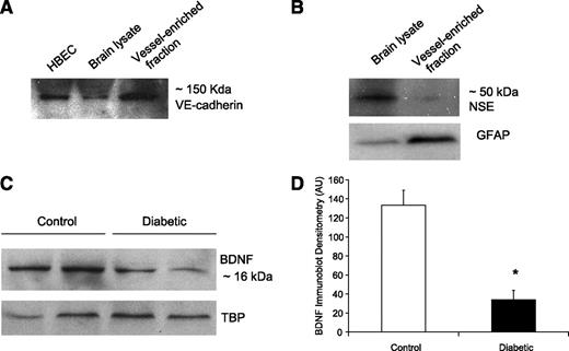 FIG. 1. BDNF protein is reduced in microvessel-enriched fractions of the diabetic rat cortex. Representative Western blots showing significant enrichment of endothelial components in microvessel-enriched fractions, as demonstrated by high levels of vascular endothelial-cadherin protein (A) and low levels of neuron-specific enolase and glial fibrillary acidic protein (B). BDNF levels are reduced in the microvessel-enriched fractions of 6-month diabetic rat cortex compared with age-matched nondiabetic rat cortex. TATA-binding protein is used as loading control (C). Densitometric quantitation of Western blots show that BDNF levels in microvessel-enriched brain fractions are significantly higher in age-matched nondiabetic rat cortex compared with 6-month diabetic rat cortex (D). *P < 0.05 between control and diabetic rat cortices, N = 4 per group. GFAP, glial fibrillary acidic protein; HBEC, human brain endothelial cell; NSE, neuron-specific enolase; TBP, TATA-binding protein; VE, vascular endothelial.