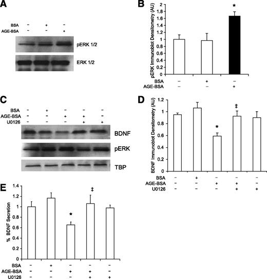 FIG. 5. Reduction of BDNF on AGE stimulation is dependent on ERK/MAP kinase signaling. A: Representative Western blot shows increased phospho-ERK in cells exposed to AGE-BSA for 48 h, with no change in total ERK levels. B: Quantitative densitometry showing that AGE-BSA–treated endothelial cells expressed significantly higher phospho-ERK levels compared with untreated cells or cells treated with normal BSA. *P < 0.05 between untreated and AGE-BSA treatment, N = 3 per group. C: Representative Western blot shows a coincident decrease in BDNF levels along with increase in pERK after 48 h of AGE-BSA treatment, and this effect is blocked with the MEK/ERK inhibitor U0126. D: Quantitative densitometry showing that the ability of AGE-BSA to suppress endothelial BDNF can be blocked by U0126. E: U0126 prevents the AGE-BSA–induced reduction in secreted BDNF, as quantified by enzyme-linked immunosorbent assay on brain media-CM across treatments. *P < 0.05 between untreated and AGE-BSA treatment. ‡P < 0.05 between AGE-BSA treatment and AGE-BSA and U0126 cotreatment, N = 4 per group. TBP, TATA-binding protein.