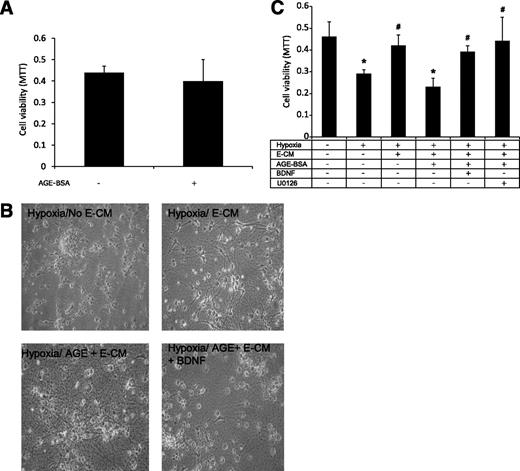 FIG. 6. BDNF-mediated neuroprotection is lost after AGE-BSA treatment of brain endothelial cells. A: AGE-BSA is not directly neurotoxic. Primary embryonic mouse neurons were treated with AGE-BSA (50 μg/mL) under normoxic conditions for 24 h. Cytotoxicity was assessed by MTT assay. B: Phase-contrast images of primary mouse neurons after 24 h of hypoxia with different treatments. Hypoxia kills neurons. Conditioned media from normal untreated brain endothelial cells reduce neurotoxicity. Conditioned media from AGE-BSA–treated brain endothelial cells are no longer neuroprotective. Addition of exogenous BDNF rescues neurons again. C: Quantitative comparison of MTT cytotoxicity assays. *P < 0.05 normoxic neurons vs. hypoxic neurons and normoxic neurons vs. hypoxic neurons in E-CM collected after AGE-BSA treatment. #P < 0.05 hypoxic neurons vs. hypoxic neurons in E-CM and hypoxic neurons in E-CM collected after AGE-BSA treatment vs. hypoxic neurons in E-CM collected after AGE-BSA treatment with exogenous BDNF added, and hypoxic neurons in E-CM collected after AGE-BSA treatment vs. hypoxic neurons in E-CM collected after AGE-BSA treatment with U0126. N = 5 per group.