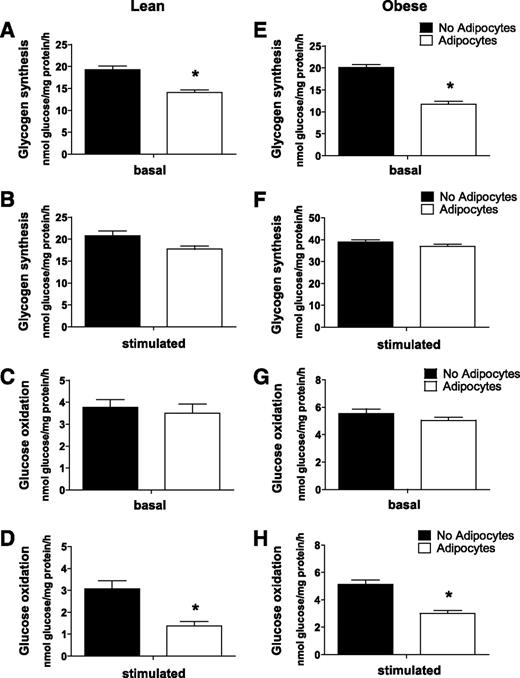 FIG. 2. Adipocyte exposure alters glucose metabolism in primary human myotubes. Primary human skeletal myotubes from lean (A–D) and severely obese (E–H) women were maintained 24 h in the absence or presence of human adipocytes under basal or stimulated (100 μmol/L IBMX) conditions. After 24 h of coculture, adipocytes were removed, and myotubes were washed and incubated 2 h in α-MEM containing 2 μCi/mL d-[U-14C]glucose. Rates of glycogen synthesis and glucose oxidation were determined by measuring label incorporation into glycogen (A, B, E, and F) and CO2 (C, D, G, and H). Results are expressed as mean ± SEM and representative of at least three experiments performed in triplicate. *Significant (P < 0.05) effect of adipocyte exposure analyzed by Student t test.