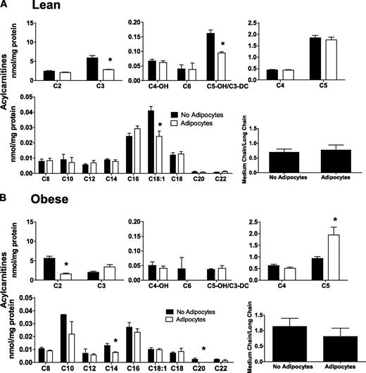 FIG. 4. Adipocyte exposure alters acylcarnitine accumulation in primary human myotubes. Primary human skeletal myotubes from lean (A) and severely obese (B) women were maintained 24 h in the absence or presence of human adipocytes under basal conditions. After 24 h of coculture, adipocytes were removed, myotubes were washed, and cell lysates were prepared for acylcarnitine profiling by mass spectrometry. C3DC and C5OH are isobaric species. The ratio of total medium-chain relative to total long-chain acylcarnitines was calculated to assess potential flux limitations at the medium-chain acyl-CoA dehydrogenase step of β-oxidation. Results are expressed as mean ± SEM and representative of at least three experiments performed in triplicate. Abbreviations reflect carbon chain length (e.g., C2, acetylcarnitine). DC, dicarboxylic acid; OH, hydroxylated species. *Significant (P < 0.05) effect of adipocyte exposure analyzed by Student t test.