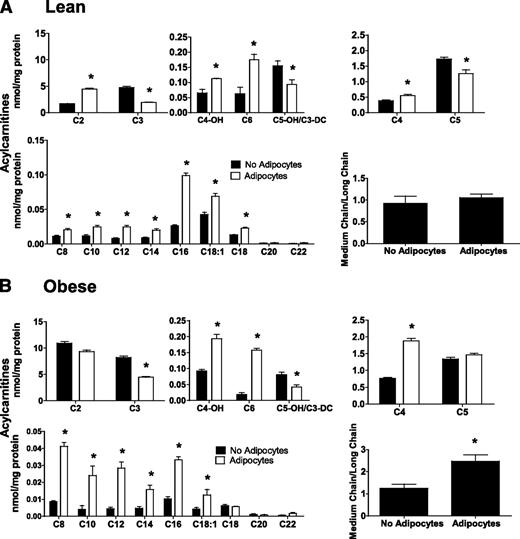 FIG. 5. Effect of stimulated adipocyte exposure on acylcarnitine accumulation in primary human myotubes. Primary human skeletal myotubes from lean (A) and severely obese (B) women were maintained 24 h in the absence or presence of human adipocytes under stimulated (100 μmol/L IBMX) conditions. After 24 h of coculture, adipocytes were removed, myotubes were washed, and cell lysates were prepared for acylcarnitine profiling by mass spectrometry. C3DC and C5OH are isobaric species. The ratio of total medium-chain relative to total long-chain acylcarnitines was calculated to assess potential flux limitations at the medium-chain acyl-CoA dehydrogenase step of β-oxidation. Results are expressed as mean ± SEM and are representative of at least three experiments performed in triplicate. Abbreviations reflect carbon chain length (e.g., C2, acetylcarnitine). DC, dicarboxylic acid; OH, hydroxylated species. *Significant (P < 0.05) effect of adipocyte exposure analyzed by Student t test.