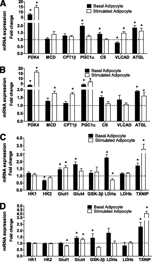 FIG. 6. Adipocyte exposure alters myotube mRNA expression. Primary human skeletal myotubes from lean (A and C) and severely obese (B and D) women were maintained 24 h in the absence or presence of human adipocytes under basal or stimulated (100 μmol/L IBMX) conditions. After 24 h of coculture, adipocytes were removed and myotubes were washed and harvested for RNA extraction. Myotube expression of candidate mRNAs involved in fatty acid oxidation (A and B) or glucose metabolism (C and D) was measured by real-time quantitative PCR and normalized to mRNA levels of 18S. Data are expressed as mean ± SEM of the fold change in mRNA abundance relative to the control cells that were not exposed to adipocytes (dashed line). Results are representative of at least three experiments performed in triplicate. *Significant (P < 0.05) effect of adipocyte exposure analyzed by Student t test. CS, citrate synthase; Glut1, glucose transporter 1; Glut4, glucose transporter 4; HK1, hexokinase 1; HK2, hexokinase 2; LDHa, lactate dehydrogenase α; LDHb, lactate dehydrogenase β; MCD, malonyl-CoA decarboxylase; VLAD, very long-chain acyl-CoA dehydrogenase; TXNIP, thioredoxin-interacting protein.