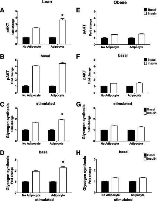 FIG. 7. Coculture exposure for 24 h enhances myotube insulin response. Primary human skeletal myotubes from lean (A–D) and severely obese (E–H) women were maintained 24 h in the absence or presence of human adipocytes under basal or stimulated (100 μmol/L IBMX) conditions. Adipocytes were removed, and myotubes were washed and incubated with α-MEM ± 100 nmol/L insulin for 10 min. Protein extracts were used for immunoblot analysis of Akt Ser473 phosphorylation, corrected for total protein loading using Memcode staining. Measurement of total Akt protein showed no treatment effects. Rates of glycogen synthesis were measured after a 2-h incubation with α-MEM containing 5 mmol/L [14C]glucose ± 100 nmol/L insulin. Results are expressed as mean ± SEM and representative of at least three experiments performed in triplicate. *Significant (P < 0.05) effect of adipocyte exposure analyzed by Student t test.