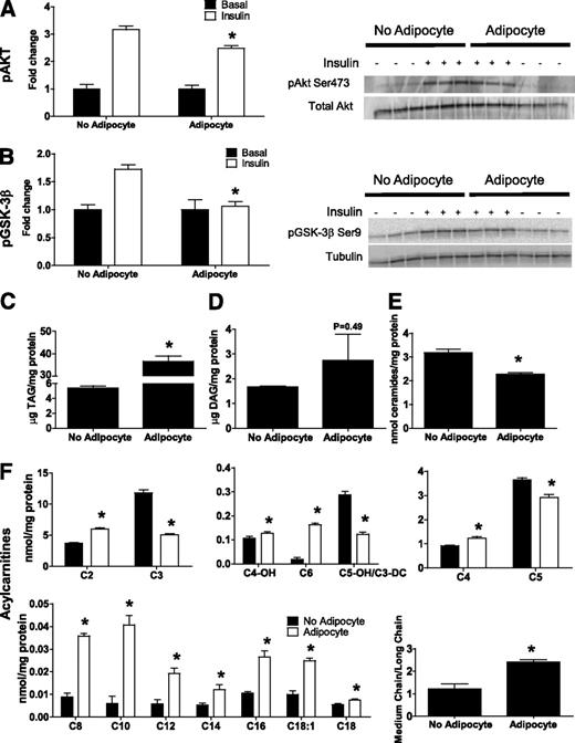 FIG. 8. Chronic coculture exposure dampens myotube insulin response. Primary human skeletal myotubes from lean women were maintained 96 h in the absence or presence of human adipocytes under stimulated (100 μmol/L IBMX) conditions. Adipocytes were removed, and myotubes were washed and incubated with α-MEM ± 100 nmol/L insulin for 10 min. A: Protein extracts were used for immunoblot analysis of Akt Ser473 phosphorylation, corrected for total protein loading using Memcode staining. Measurement of total Akt protein showed no treatment effects. B: GSK-3β Ser9 phosphorylation, corrected for total protein using tubulin staining. C–F: Myotube extracts were used for measurement of total triacylglycerol (C), total diacylglycerol (D), total ceramide (E), and acylcarnitine profiling (F). C3DC and C5OH are isobaric species. The ratio of total medium-chain relative to total long-chain acylcarnitines was calculated to assess potential flux limitations at the medium-chain acyl-CoA dehydrogenase step of β-oxidation. Results are expressed as mean ± SEM and representative of at least three experiments performed in triplicate, except for the TAG, DAG, and ceramides, which represent two independent experiments performed in quadruplicate. *Significant (P < 0.05) effect of adipocyte exposure analyzed by Student t test. Abbreviations reflect carbon chain length (e.g., C2, acetylcarnitine). DC, dicarboxylic acid; OH, hydroxylated species.