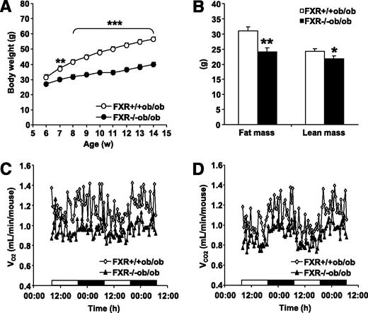 FIG. 1. FXR deficiency attenuates weight gain in ob/ob mice. A: FXR+/+ob/ob (white bars and symbols) and FXR−/−ob/ob mice (black bars and symbols) (n = 9 to 10/group) were monitored weekly for body weight. Significance of the overall effect of genotype (P < 0.0001) and age (P < 0.0001) as well as their interaction (P < 0.0001) was calculated by two-way ANOVA. B: Body composition was assessed by dual-energy X-ray absorptiometry in 20-week-old mice (n = 9 to 10/group). Vo2 (C) and Vco2 (D) were determined in 20-week-old mice (n = 5/group) individually housed in metabolic cages. Values are means ± SEM. Differences between genotypes over time were analyzed by two-way ANOVA and Bonferroni post hoc test; differences between genotypes were calculated by Mann-Whitney test (*P = 0.05, **P < 0.01, ***P < 0.001).