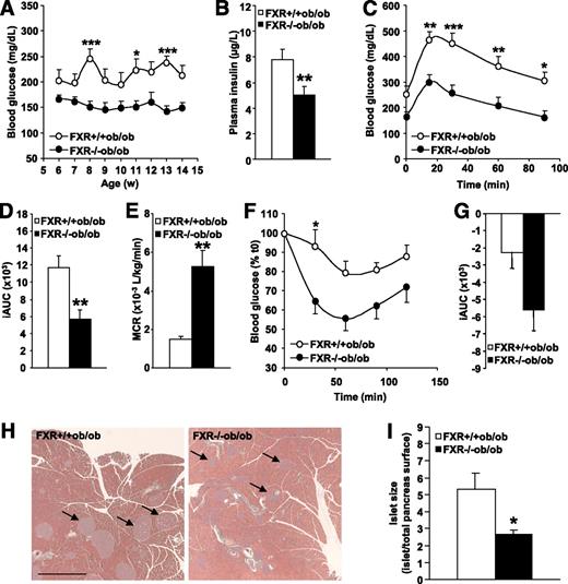 FIG. 2. FXR deficiency improves glucose homeostasis in ob/ob mice. A: Fasting blood glucose was measured weekly in FXR+/+ob/ob (white bars or circles) and FXR−/−ob/ob mice (black bars or circles) (n = 9 to 10/group). Significance of the overall effect of the genotype (P < 0.0001) was calculated by two-way ANOVA. B: Plasma insulin was determined in 12-week-old mice (n = 9 to 10/group). Blood glucose excursion (C) and integrated AUC (D) after administration of an intraperitoneal glucose bolus (1 g/kg glucose) were measured in 12-week-old mice (n = 9 to 10/group). Significance of the overall effect of genotype (P < 0.0001) and time (P < 0.0001) was calculated by two-way ANOVA. E: MCR was determined by stable isotope dilution in 14-week-old mice (n = 5 to 6/group). Blood glucose excursion (F) and iAUC (G) after administration of an intraperitoneal insulin bolus (2 IU insulin/kg) were measured in 13-week-old mice (n = 9 to 10/group). Significance of the overall effect of genotype (P < 0.0001) and time (P < 0.0001) was calculated by two-way ANOVA. H: Pancreata of 20-week-old mice (n = 9 to 10/group) were sectioned and submitted to Papanicolaou staining. Arrows indicate islets of Langerhans (scale bar = 1 mm). I: Mean surface of the islets of Langerhans was quantified. Values are means ± SEM. Differences between genotypes over time were analyzed by two-way ANOVA and Bonferroni post hoc test; differences between genotypes were calculated by Mann-Whitney test (*P = 0.05, **P < 0.01, ***P < 0.001). (A high-quality digital representation of this figure is available in the online issue.)