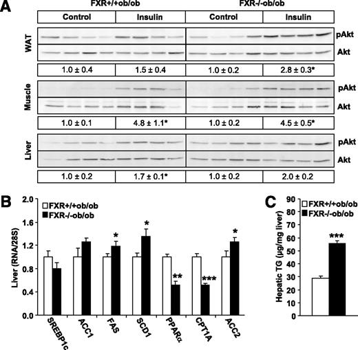 FIG. 3. FXR deficiency improves adipose tissue, but not hepatic insulin sensitivity in ob/ob mice. A: Female FXR+/+ob/ob (13-week-old; white bars) and FXR−/−ob/ob mice (black bars) (n = 4/group) were injected with either saline or insulin. Phosphorylation of Akt at Serine473 and total Akt protein expression was determined by Western blot and the signal quantified. B: Gene expression was measured by QPCR. C: Triglyceride content was determined enzymatically in livers of 20-week-old mice (n = 9 to 10/group). Values are means ± SEM. Differences between genotypes were calculated by Mann-Whitney test (*P < 0.05, **P < 0.01, ***P < 0.001). WAT, white adipose tissue; pAkt, Serine473-phosphorylated Akt; TG, triglyceride.